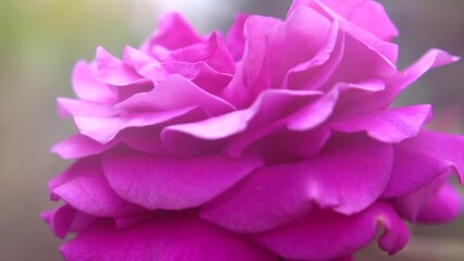 Poster - Pink rose flower. Beautiful Roses blooming in a garden. Beauty fresh rose flowers with buds growing in summer garden and blooming. Gardening concept. 4K UHD video slow motion 