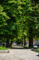 Naklejka na meble Park alley with green trees in city