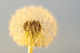 Fototapeta Dmuchawce - White dandelion against the blue sky
