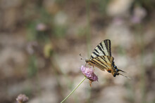 The Scarce Swallowtail (Iphiclides Podalirius) Is A Butterfly Belonging To The Family Papilionidae.