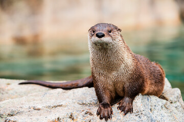river otter