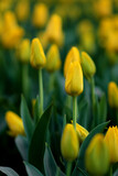 Fototapeta Tulipany - Blooming tulips. Yellow tulips. Spring blooming yellow tulips, floral bokeh background, floral greeting card, selective focus.