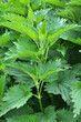 Natural overgrown nettles dioecious (Urtica dioica).