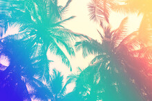 Tropical Palm Leaf Background With An 80s Style Turquoise To Pink Gradient
