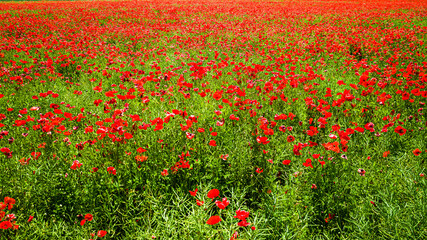 Wall Mural - Blooming poppy seed field in summer. Agriculture in Poland