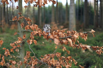 Wall Mural - Boreal owl, Aegolius funereus, perched on beech branch in colorful forest. Typical small owl with big yellow eyes covered by orange leaves. Known as Tengmalm's owl. Habitat Europe, Asia, N. America.