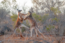 Two Big Red Kangaroos Fighting In Sturt National Park In The Far Outback Of New South Wales, Australia.