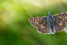 Top View Of Beautiful Brown Butterfly With White Dots Flying Above The Meadow. Close Up And Macro Shoot Of Rhopalocera