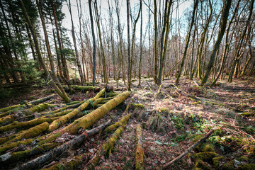 Pile of old logs covered in moss in the middle of a light forest before spring. Foliage all around the wood with the piled up logs providing a nice composition to frame the image.