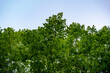 © Rafael Lopes de Lima - green leaves against blue sky