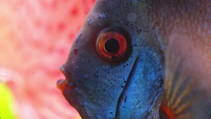 Wall Mural - Blue fish discus swiming in aquarium. Close up of fish breathing. Aquaria concept