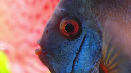 Canvas Print - Blue fish discus swiming in aquarium. Close up of fish breathing. Aquaria concept