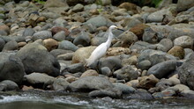 Snowy Egret (Egretta Thula) On The Rocky Bank Of The River Near Playa Del Oro In Esmereldas Province, Ecuador