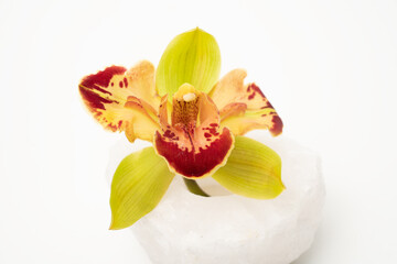 Wall Mural - Beautiful fresh green orchid on white background