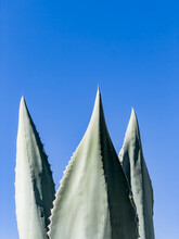Agave And Blue Sky In Austin Texas
