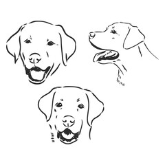 Wall Mural - Vector image of an dog labrador on white background