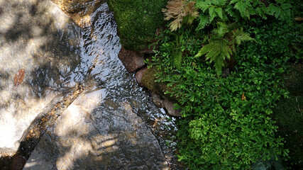 Poster -  little stream in garden .top views background natural             