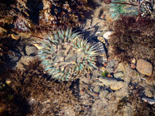 Anemones (Solitary Anemone, Anthopleura Sola) Under The Water In Tide Pool At Tar Pits Beach, Carpinteria, California.