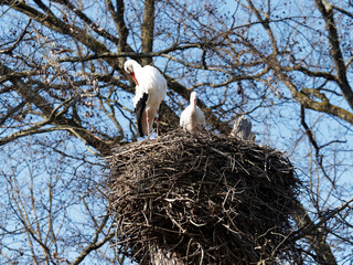 White stork or Ciconia ciconia male and female on their nest platform on pylon with white plumage, black wings, long red pointed beak and red legs, necks slightly forward perched