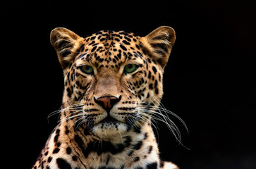 cheetah portrait on black background