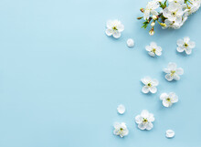 Spring Border Background With Beautiful White Flowering Branches.