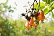 A bunch of red cashew fruits hanging on its tree, natural blurred background. Cashew is the economic crop of ASEAN people.