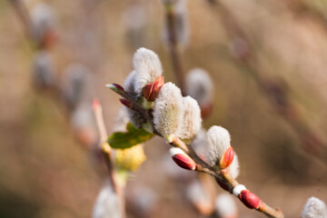  spring shoots on salix branches