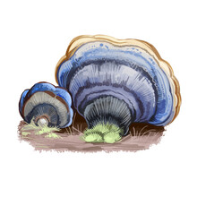 Trametes Versicolor Or Turkey Tail Mushroom Closeup Digital Art Illustration. Cap Shows Concentric Zones Of Different Colours Like Blue And Grey. Mushrooming Season, Plants Growing In Wood And Forest