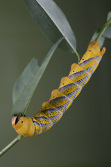 Wall Mural - Caterpillar of Acherontia atropos - Deaths-head Hawk Moth