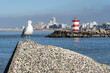 Curious seagull on concrete block with Scheveningen harbor on the background