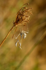 Wall Mural - Mantis