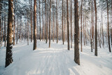 Fototapeta Na ścianę - forest in winter