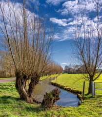 willow trees in a dutch polder landscape on a sunny day in february