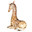 Watercolor sleeping Giraffe illustration, hand painted giraffe