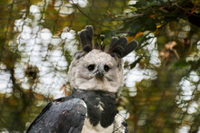 The Harpy Eagle, Harpia Harpyja Is Also Called The American Harpy Eagle Is Among The Largest Species Of Eagles In The World. It Can Be Found In The Upper Canopy Layer Of Tropical Lowland Rainforests.