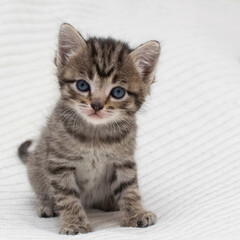 Wall Mural - Little tabby kitten at home on a plaid.