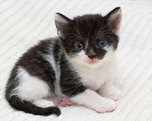 Wall Mural - Small shorthair kitten at home on a plaid.