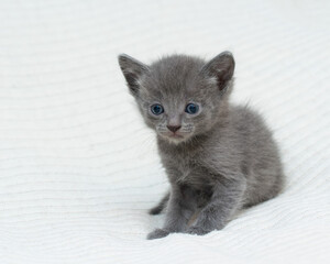 Wall Mural - Little kitten at home on a plaid.