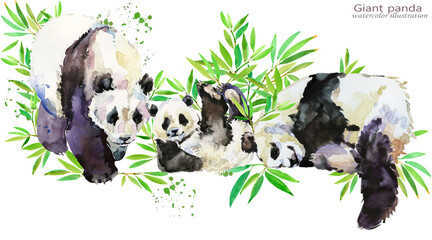 Panda bear hand draw watercolor illustration