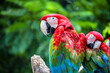 close up portrait of colorful scarlet macaw parrot (Ara macao)