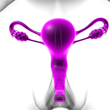 Female Reproductive System Anatomy For Medical Concept 3D