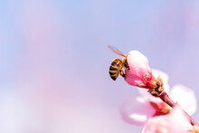 Bee On Pink Flower