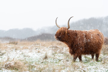 Wall Mural - Highland cow grazing in a grassland during snowfall