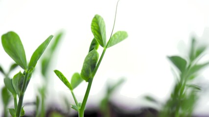 Sticker - Green pease roots growing closeup. Timelapse of fresh organic green pease plant, agriculture concept. Time lapse. Healthy raw food, vegan. Bio sprouts growing on soil, close up. 4K UHD video