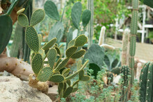 Exotic Large Green Cactus In Natural Habitat On Rocky Soil