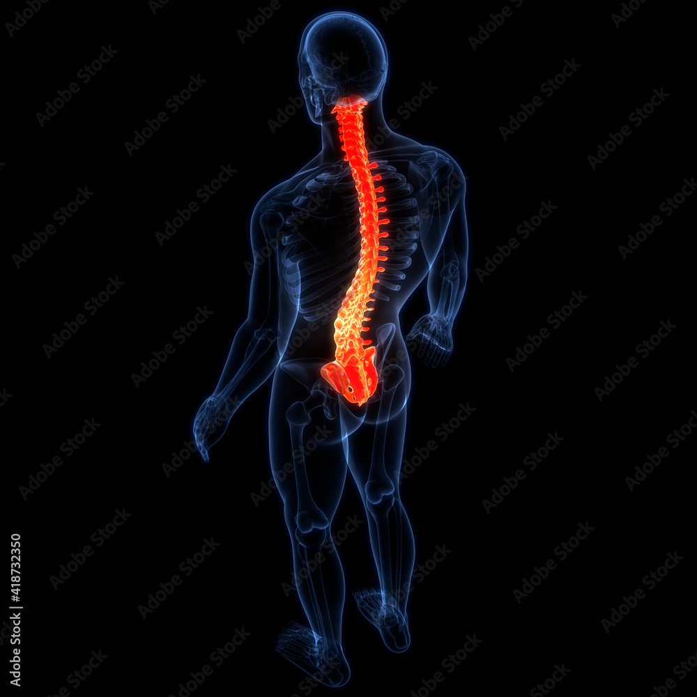 Spinal Cord Vertebral Column of Human Skeleton System Anatomy Stock ...