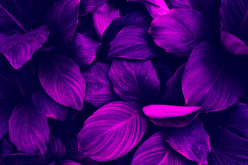 Wall Mural - tropical leaves, botanical nature background, purple toned