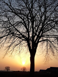 Fototapeta Sawanna - silhouette of a tree at sunsrise