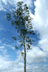 tree in the sky