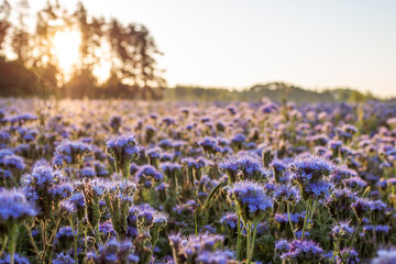 Sticker - Sunrise in summer meadow. Tender odorous flowers of phacelia lightened by the first sun rays on a gorgeous morning.